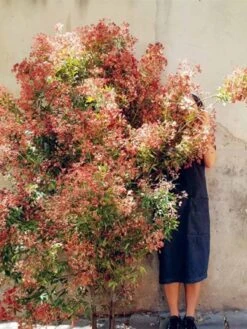 Bush Flowers -Household Items Discount book bush flowers australian flowers foliage for decoration design cassandra hamilton michael avlou 2