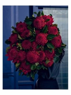 Bush Flowers -Household Items Discount book bush flowers australian flowers foliage for decoration design cassandra hamilton michael avlou 5